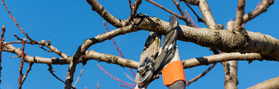 Tree Trimming
